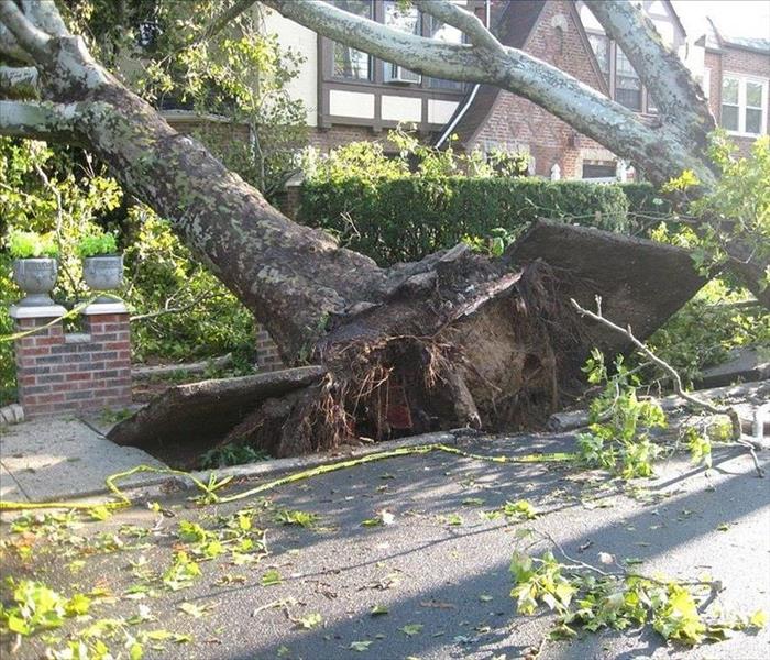 Large uprooted tree leaning on a brick building.